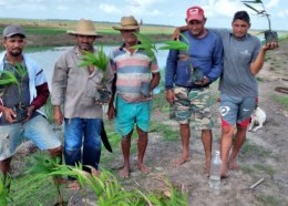 Plantio de juçara no Dique de Produção em Anajatuba